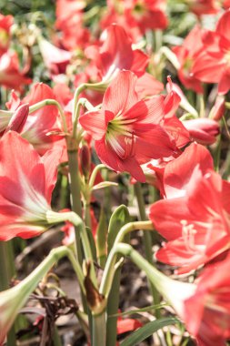 Amaryllis çiçekleri parkta, Tayland.