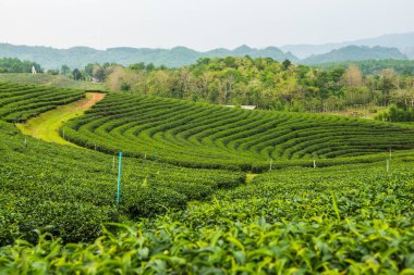 Tayland, Tayland 'da çay çiftliği.