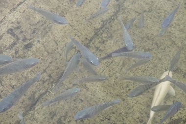 Suda Nil Tilapia balığı, Tayland.