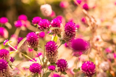 Bahçede, Tayland 'da Yerküre Amaranth çiçeği.