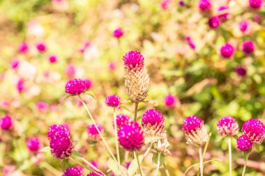 Bahçede, Tayland 'da Yerküre Amaranth çiçeği.