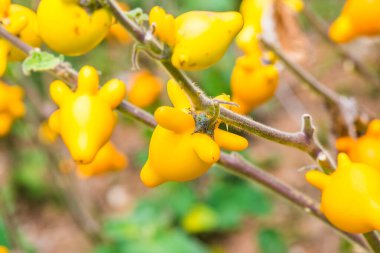 Bitki üzerinde meme meyvesi, Tayland.