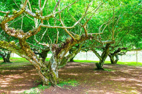 Angkhang, Tayland Kraliyet Tarım İstasyonunda Japon Kayısı Ağaçları.