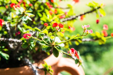 Doğal manzaralı Poi Sian çiçekleri, Tayland.