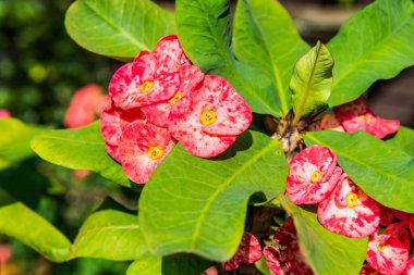 Poi Sian çiçeklerini kapat, Tayland.