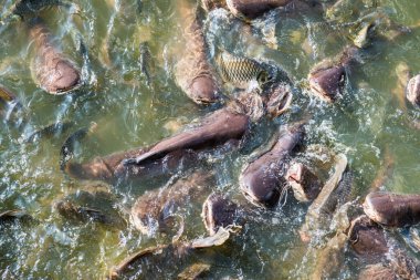 Tayland 'da gölde bir grup balık.