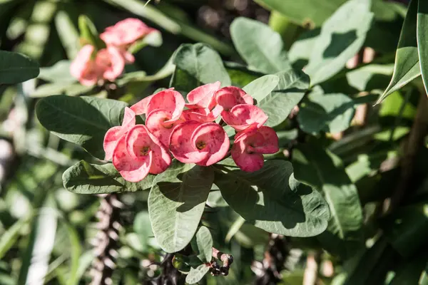 Poi Sian çiçeklerini kapat, Tayland.