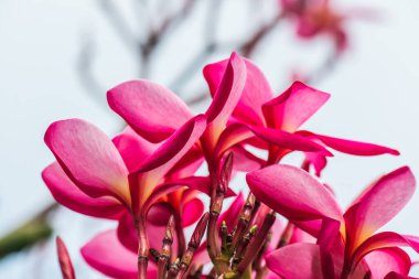 Pembe Frangipani çiçeğine yakın çekim, Tayland.