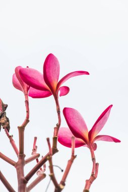 Pembe Frangipani çiçeğine yakın çekim, Tayland.