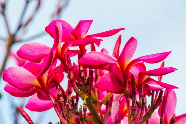 stock image Close up of pink Frangipani flower, Thailand.