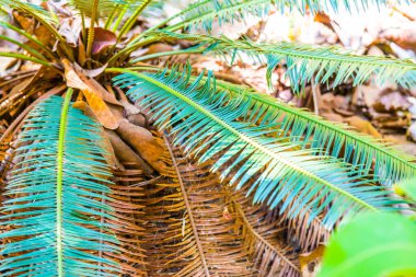 Cycas siamensis Miq, Tayland 'a yakın..