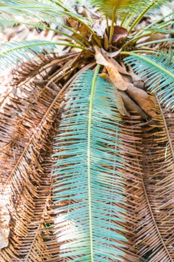 Cycas siamensis Miq, Tayland 'a yakın..