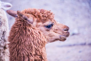Tayland 'da Brown Alpaca Vicugna paketleri.