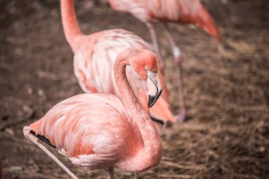 Tayland 'da Amerikan flamingosu.