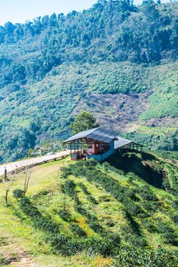 Manzara Görünümü Çay Çiftliği 2000, Tayland.