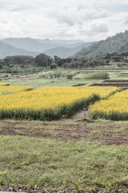Tayland 'da Sunn Hemp Field.