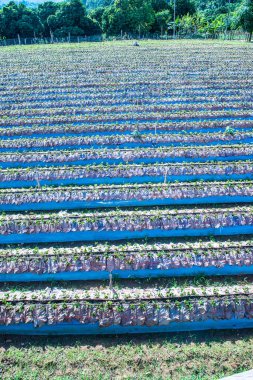 Tayland 'ın Chiangmai şehrinde çilek çiftliği..