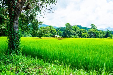 Rice field in Phayao province, Thailand.