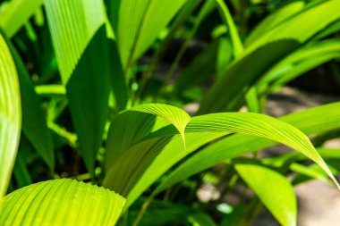 Ormanda yeşil yaprak, Tayland.