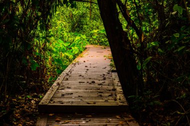 Phu Sang, Tayland 'da doğa yolu..