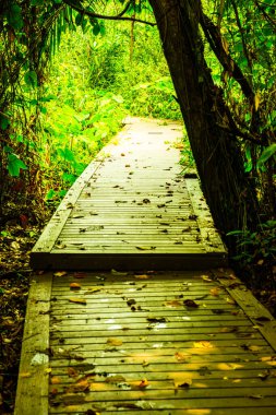 Phu Sang, Tayland 'da doğa yolu..