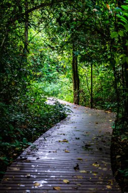 Phu Sang, Tayland 'da doğa yolu..