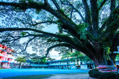Tayland 'ın Chiang Kham bölgesinde güzel bir yağmur ağacı..