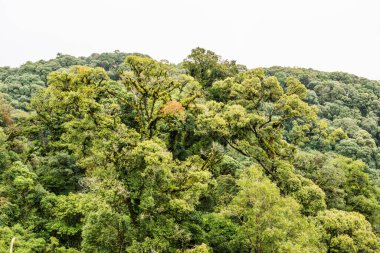 Doi Inthanon Ulusal Parkı, Tayland 'da Büyük Ağaçlar.