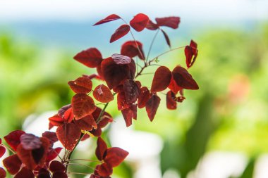 Yeşil arka planlı kırmızı yapraklar, Tayland.