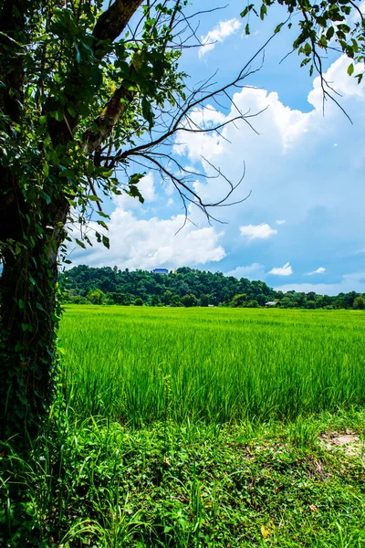 Rice field in Phayao province, Thailand.