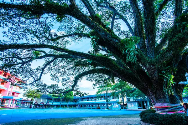 Tayland 'ın Chiang Kham bölgesinde güzel bir yağmur ağacı..