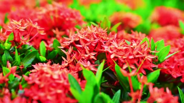 Wideo Czerwonym Kwiatem Ixora Klombie — Wideo stockowe