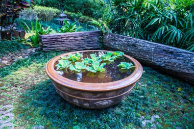 Tayland 'da pişmiş kil havzasında ördek otu.