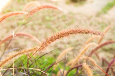 Çimen çiçekleri doğada, Tayland.