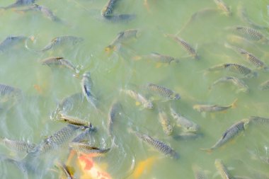 Chiang Rai 'nin Wiang Pa Pao bölgesindeki Wang Matcha' da bir çok balık türü var..