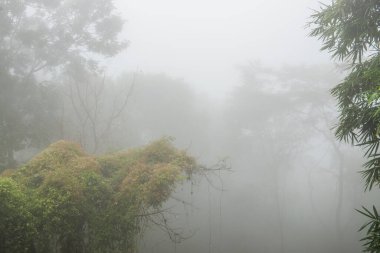 Tayland 'ın Phayao eyaletinde kış mevsiminde sisli bir orman.
