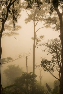 Tayland 'ın Phayao eyaletinde kış mevsiminde sisli bir orman.