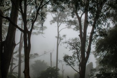 Tayland 'ın Phayao eyaletinde kış mevsiminde sisli bir orman.