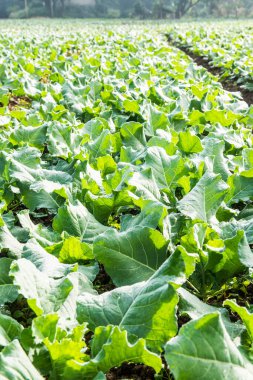 Sebze bahçesinde yeşil Çin lahanası, Tayland.