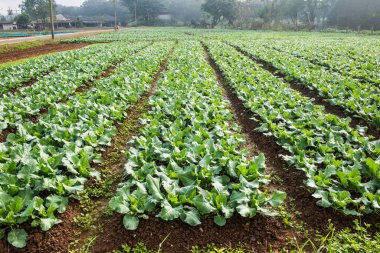 Sebze bahçesinde yeşil Çin lahanası, Tayland.