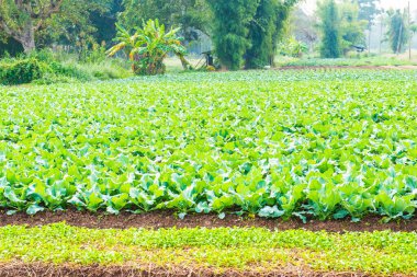 Sebze bahçesinde yeşil Çin lahanası, Tayland.
