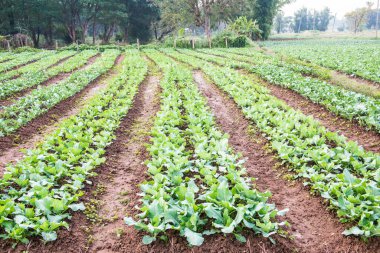 Sebze bahçesinde yeşil Çin lahanası, Tayland.