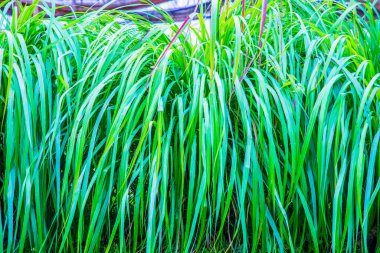 Vetiver Çimeni, Tayland.