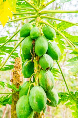 Ağaçta Papaya meyveleri, Tayland.