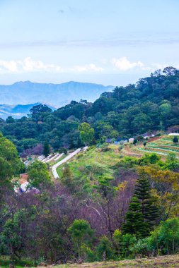Chiangmai, Tayland 'da kiraz çiçeği parkı..