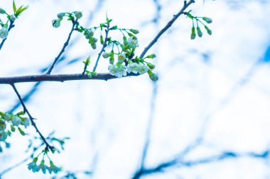 Kiraz Çiçeklerinin Kapanışı, Tayland.