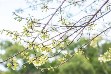 Kiraz Çiçeklerinin Kapanışı, Tayland.