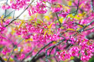 Tayland 'da Pembe Sakura Çiçekleri.