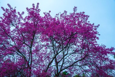 Tayland 'da Pembe Sakura Çiçekleri.