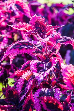 Bahçede kırmızı yapraklar, Tayland.